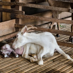 Baby Goat Being Born